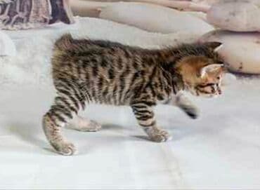 продать кошку: Отдам в хорошие руки котят. Мама пароды Пиксибоб — 1