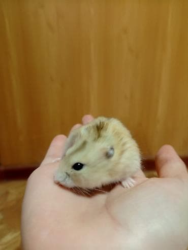 Хомяки: Карликовые хомячки (джунгарики) - Разные окрасы: светлый жемчужный — 3