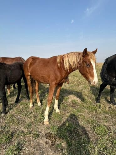 тюк пресс: Продаю | Жеребенок, Кобыла (самка), Жеребец | Кара Жорго | Для разведения, На забой, Рабочий — 17