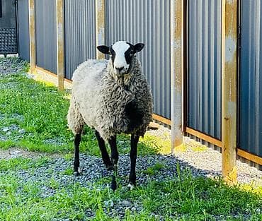 шотландский котята: Продаю | Овца (самка), Ягненок | Арашан, Романовская | Для разведения | Племенные, Котные, Матка — 1