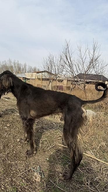 Афганская борзая (с допускаемыми примесями типа грейхаунда) — высокий