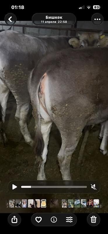 маленькие бычки: Продаю | Бык (самец) | На откорм | Привязанные — 8