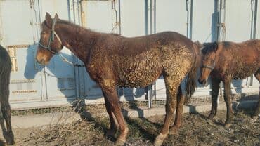 корм для домашних животных: Продаю | Кобыла (самка) | Для разведения — 3