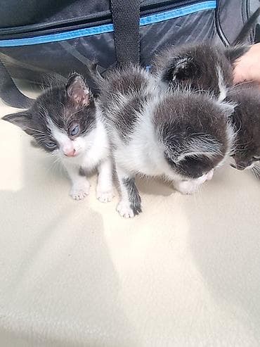 кошки веслоухие: Котята, черно-белые «масочки» - Возраст: младшие котята (еще совсем — 2