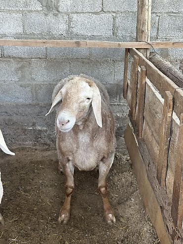 тёлки стельные: Продаю | Баран (самец) | Арашан | Для разведения | Племенные — 2