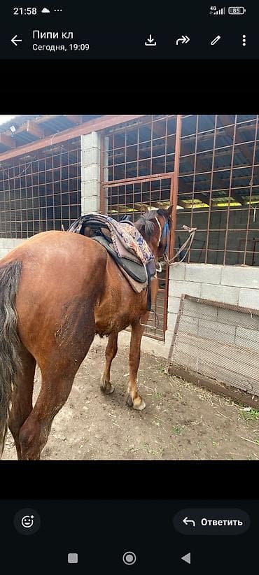 Продаю | Конь (самец), Жеребец | Полукровка | Для разведения, Рабочий, Конный спорт