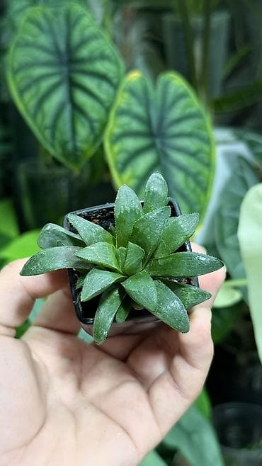 Комнатные растения: Клубни Алоказии Регал Шилдс 300-350-400с Клубень Алоказии Пинк дракон — 10