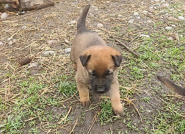 дрессировка собак бишкек: Бельгийская овчарка, 1 месяц, Самец — 8