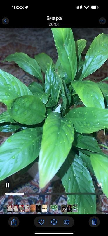 green leaf: Толстянка (денежное дерево) в горшке. - Сорт: Crassula ovata — 4