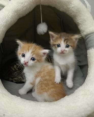 Отдам даром кошку: Очаровательные котята домашнего помёта - Возраст: примерно 1–2 месяца — 2
