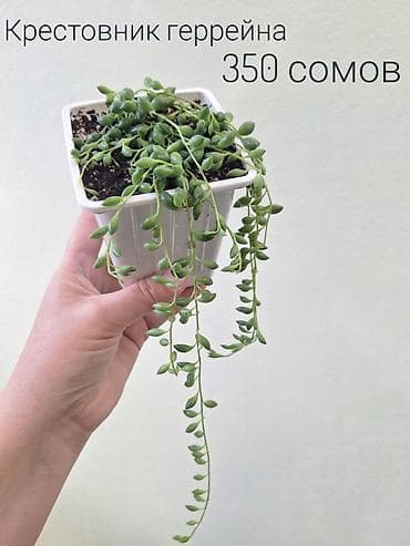 бусин: Крестовник геррейна (Senecio herreianus) — эффектный ампельный — 3