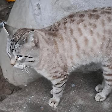 коротколапый кот купить: Кошка даром: Беспородная, 9 месяцев, Мальчик, Кастрирована, Приучена к лотку, Проглистована — 3