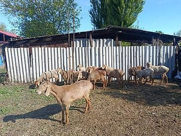 Продаю | Овца (самка) | Арашан | Для разведения