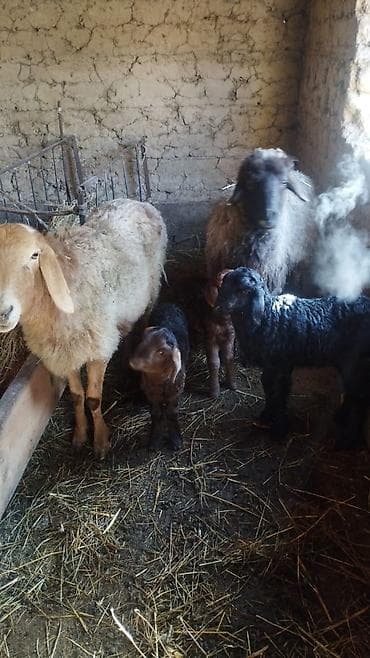 Ветеринар кызматы: Сатам | Ургаачы кой (ургаачы) | Аргын | Көбөйтүү үчүн | Ургаачы — 8