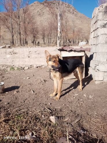 акустические системы ihome колонка в виде собак: Немецкая овчарка (окрас чепрачный) у будки на цепи. - Пол: визуально — 2