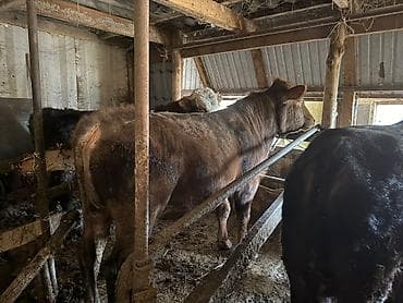 кролик баран: Продаю | Бык (самец) | Полукровка | На откорм | Привязанные — 6