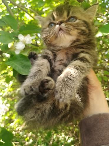 Продажа кошек: Котята скоттиш страйт, 2 девочки, к лотку приучены, едят все, 2 — 3