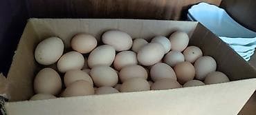 эчки бишкек: Сатам | Тооктор, Короздор | Жарым брама, Үй | Союуга, Көбөйтүү үчүн, Жумуртка туудуруу үчүн — 4