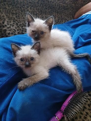 сиам: Сиамские котята - Помёт от сиамской кошки: на фото мама и котята. - — 2