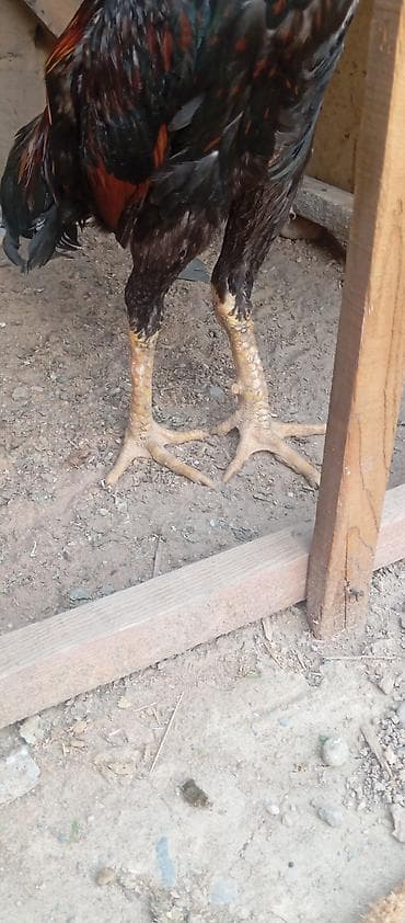 рака: Продаю | Петух | Бойцовая | Для разведения — 6