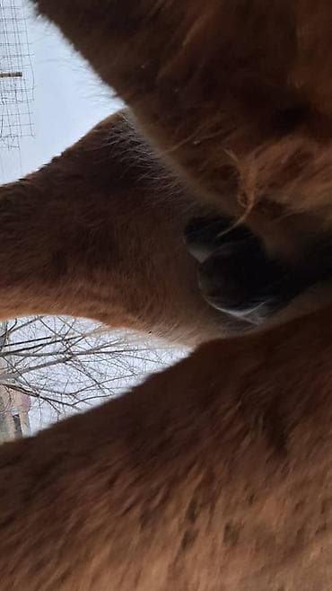 кой баш: Продаю | Кобыла (самка) | Дончак | Для разведения | Племенные — 2