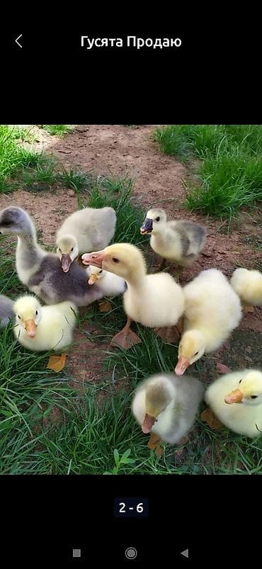 Молодые гусята для разведения или содержания в домашнем хозяйстве
