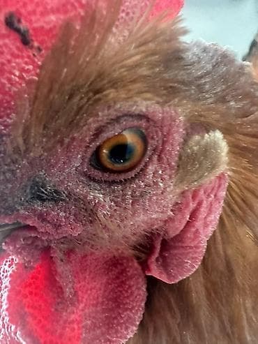 корм животным: Продаю | Петух | Домашняя | Для разведения — 9