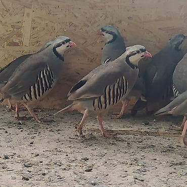 Продаём кекликов, иранская линия.
Самец + самка 2500 сом