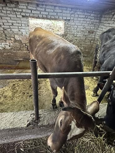 принимаем кукурузу: Продаю | Бык (самец) | На откорм | Племенные — 7