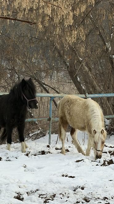 продаю баран буденовка: Продаю | Кобыла (самка) | Для разведения, Рабочий, Конный спорт — 5