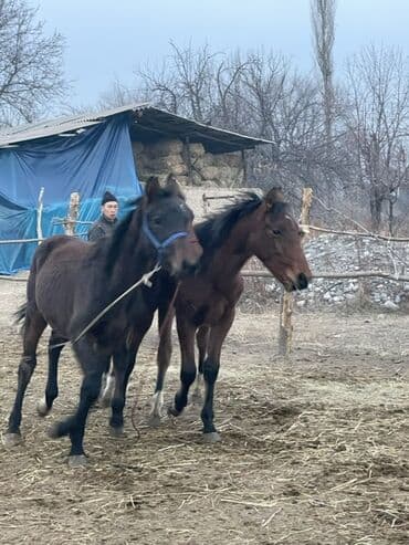 шотландская вислоухая кошка цена бишкек: Продаю | Жеребец, Жеребенок | Полукровка, Английская | Конный спорт — 6