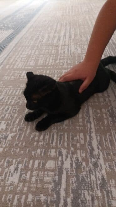 акустические системы vip колонка в виде собак: Породистая собака средних размеров с короткой шерстью. Окрас палевый с — 6