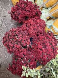 самшит декоративный кустарник: Көчөттөр дарактардын: Арчалар — 20