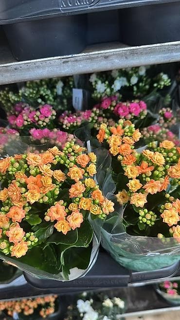 Комнатные цветы в горшках 1) Каланхоэ Rosalina (Kalanchoe) —