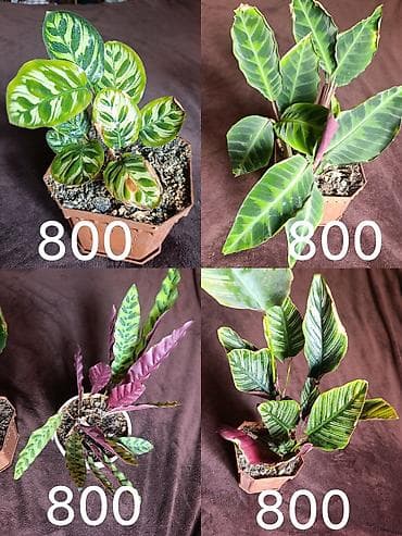 фикус купить: Комнатные растения в горшках/кашпо Ассортимент: - Аллоказия — 2