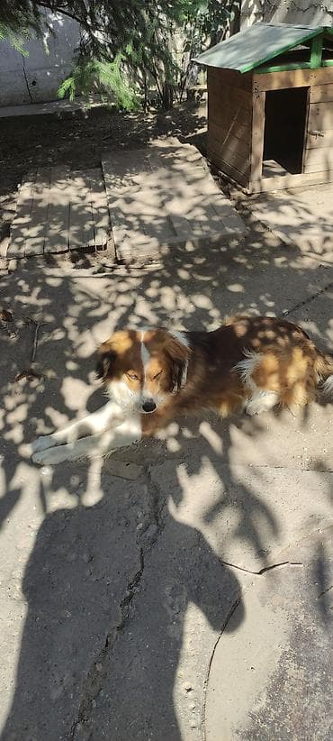 бордер колли собака: Собака даром: 3 года, Самец, С прививкой — 1