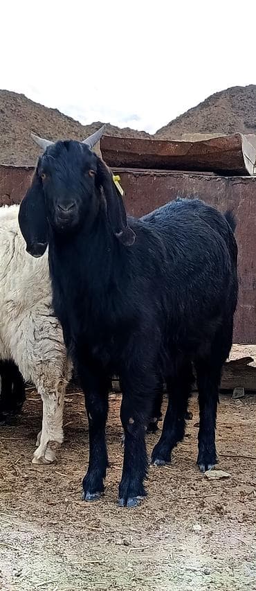 А/ч жаныбарларын сатам: Сатам | Эчки (ургаачы) | Битал | Көбөйтүү үчүн | Асыл тукумдуу — 2