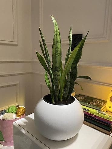 драценна: Сансевиерия (Sansevieria trifasciata, «щучий хвост») в декоративном — 3