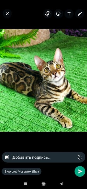 бенгальский леопардовый кот: Друзья !! в проф питомнике Бен Гла Мур новые детки .Бенгальские котята — 19