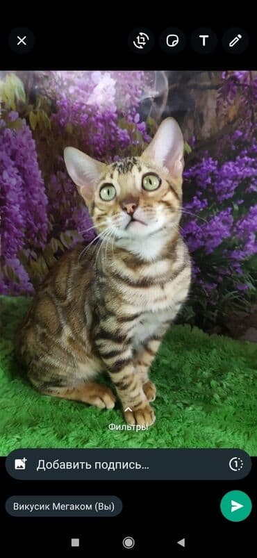 бенгальский леопардовый кот: Друзья !! в проф питомнике Бен Гла Мур новые детки .Бенгальские котята — 4