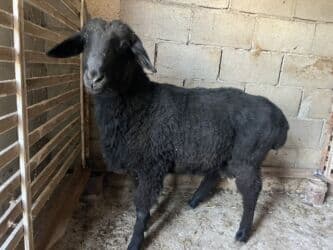 хомяк домашний купить: Продаю | Баран (самец) | На забой, Для разведения | Осеменитель — 1