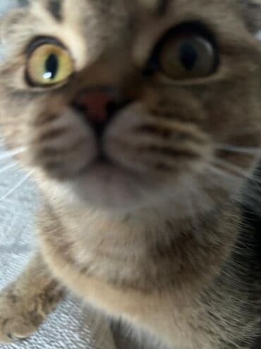 кошки купить бишкек: Скотиш Фолд (Шотландская вислоухая), 10 месяцев, Девочка, Приучена к лотку, Проглистована, С прививками — 8