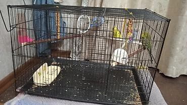 кошачий корм оптом бишкек: Просторная клетка для волнистых попугаев с аксессуарами - — 2