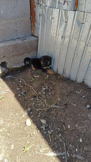 бенгальская кошка цена бишкек: Мальчики и девочки — 1