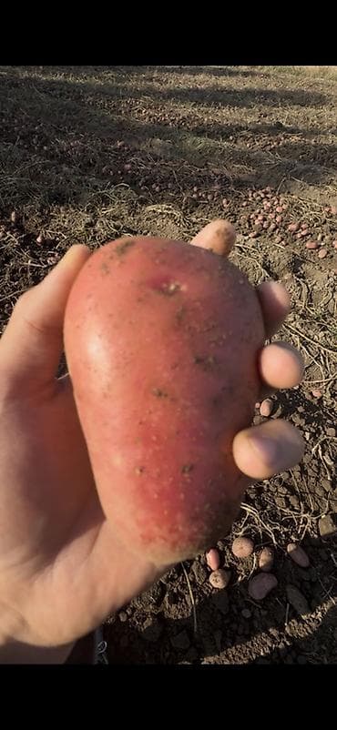 Кондитерские изделия, сладости: Картошка — 2