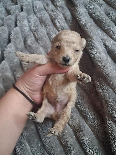 машки ит: Выставляются на предварительный резерв 4 щенка той пуделя . 3 Девочки — 6