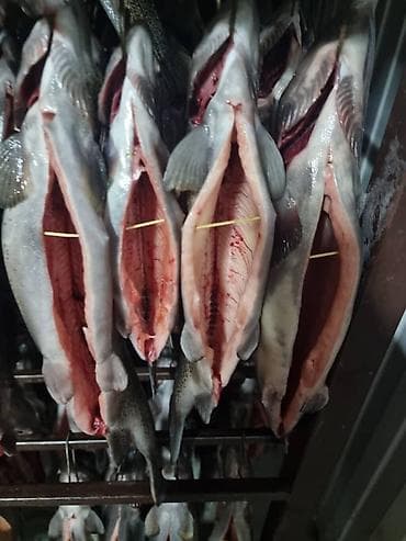 допер кой: Форель радужная потрошёная, раскрытая «книжкой» на подвесах (под — 2