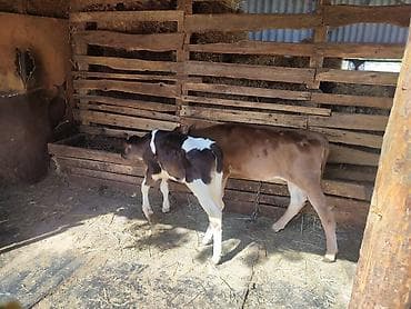 Продаю | Музоо, торпок | Алатауская, Симментальская | На откорм | Искусственник