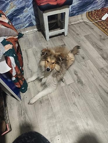 ПРОПАЛ ЩЕНОК КОЛЛИ ВОЗВРАТ 5 МЕСЕЦОВ, С ПАСПОРТОМ КТО ВИДЕЛ ДАЙТЕ