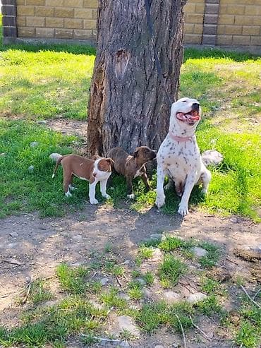 pro plan: Щенки от крупной спортивной собаки - На фото — взрослая собака — 2